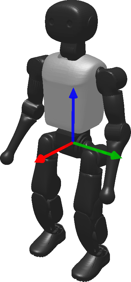torso